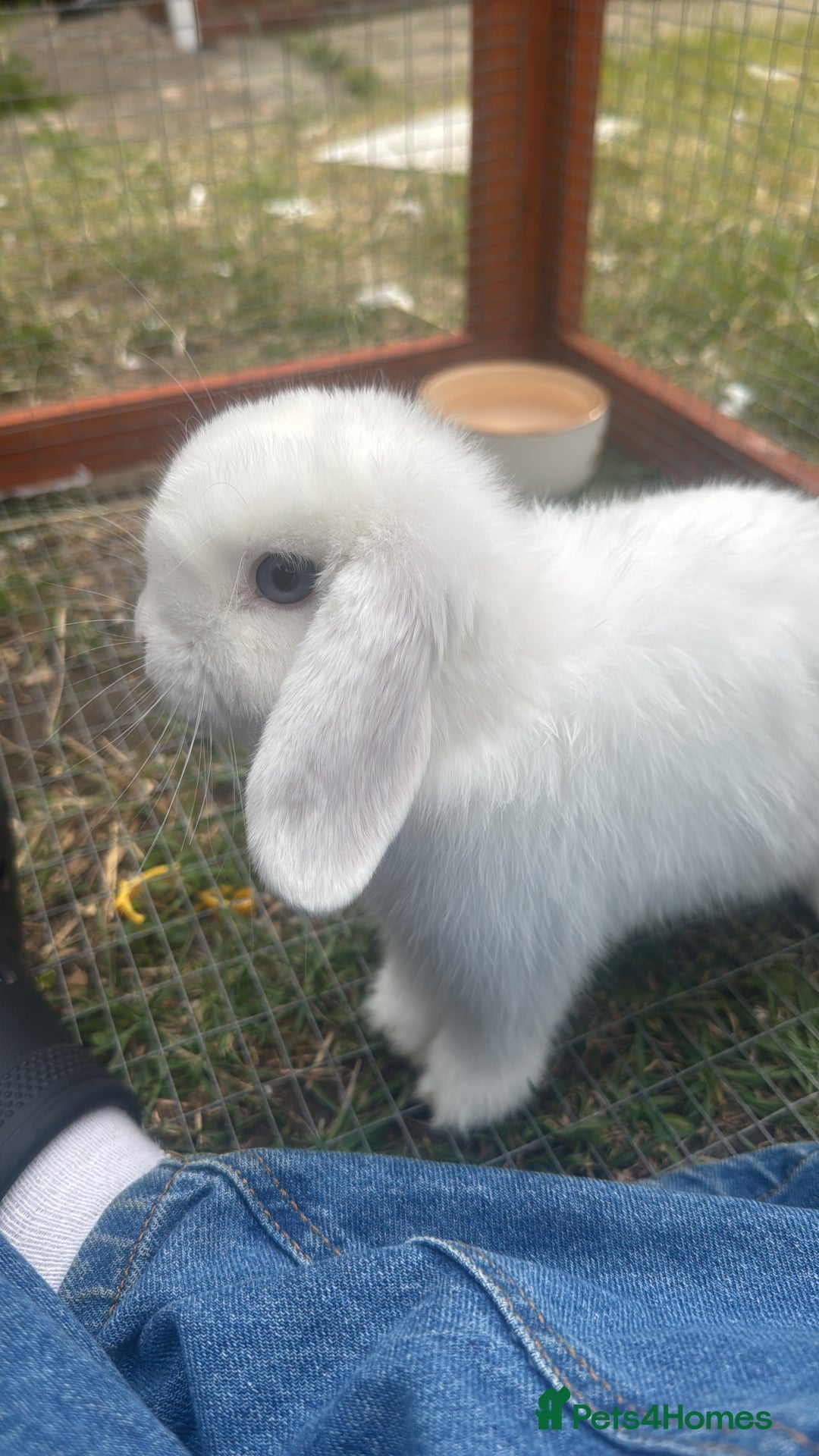 Mini Lop rabbits for sale: Mini Lop - Image 4