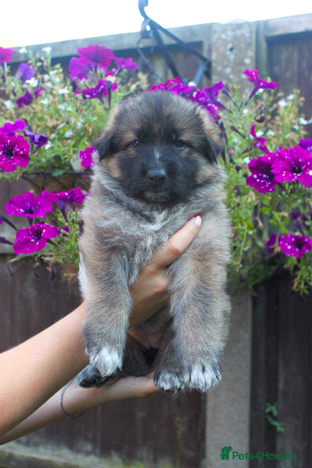 German Shepherd dogs for sale: Beautiful German sheppard puppies - Advert 28