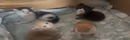 Mixed Breed cats for sale: Beautiful Mixed Breed Kittens - Advert 9