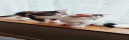 Mixed Breed cats for sale: Kittens ready to leave now  - Advert 6