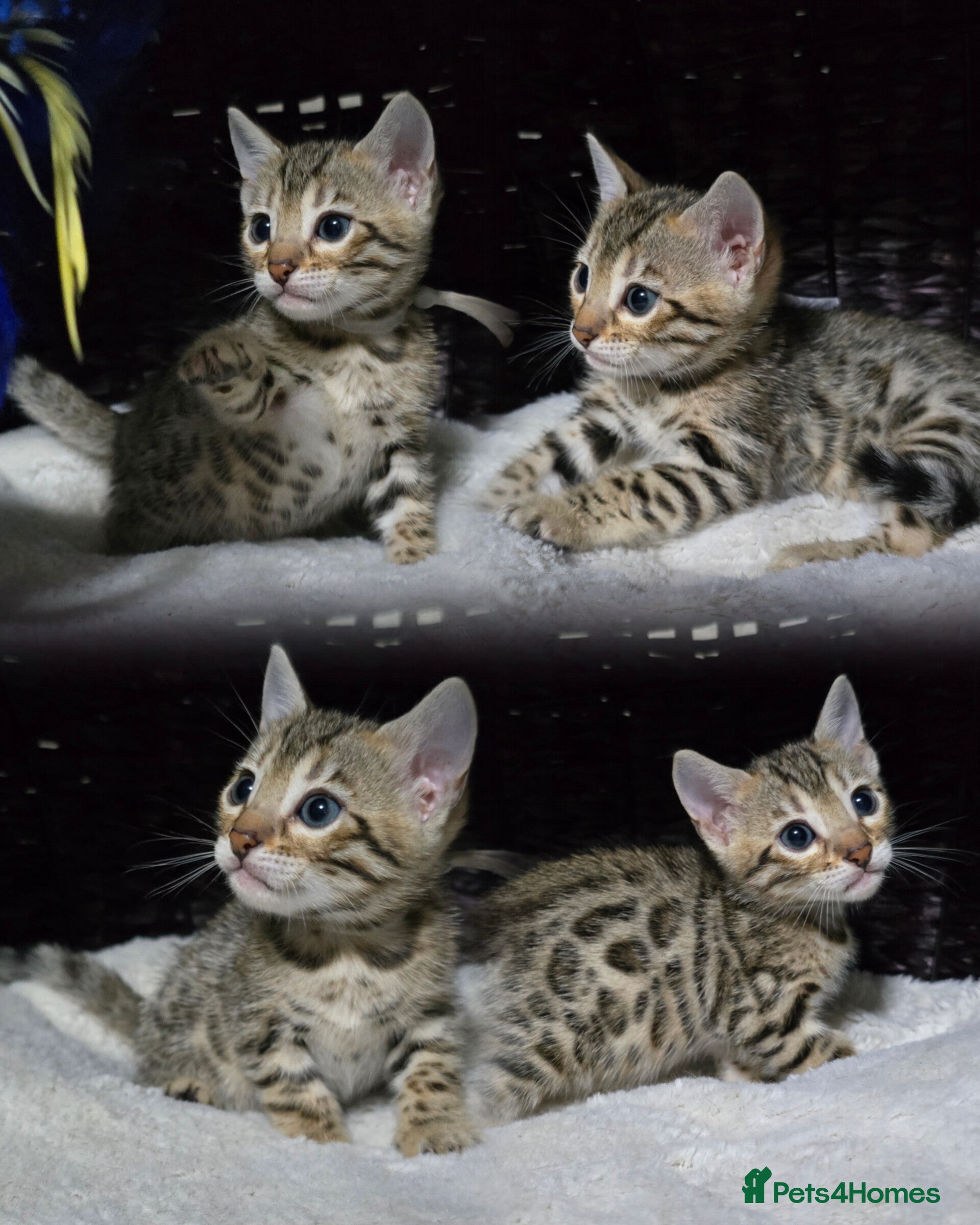 Bengal cats Just 3 girls left for reservation! - Advert 5