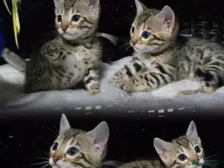Bengal cats Just 3 girls left for reservation! - Advert 5