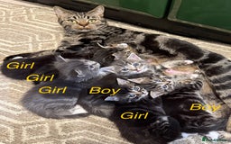 Mixed Breed cats for sale: Adorable kittens  - Image 2