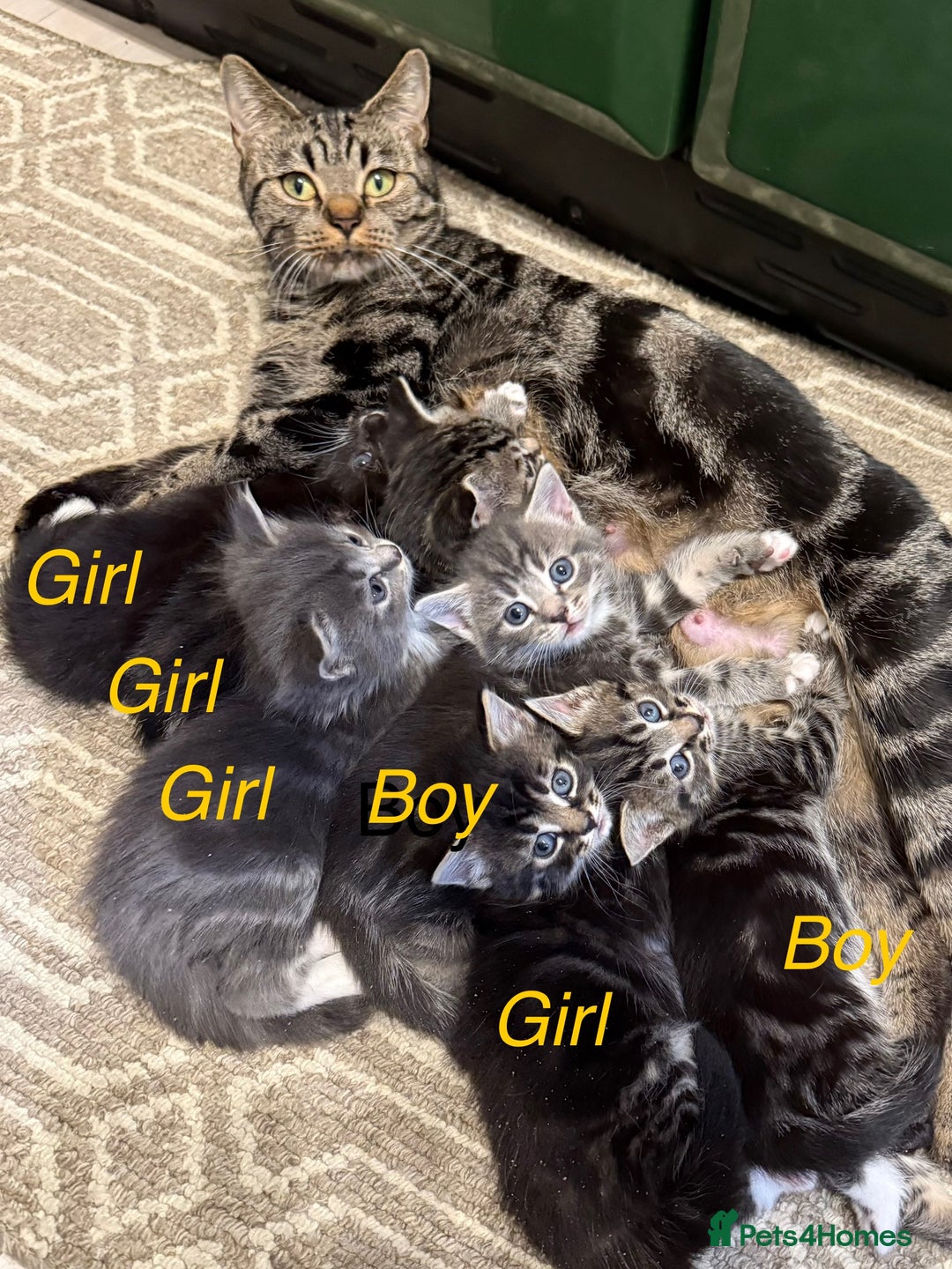 Mixed Breed cats for sale: Adorable kittens  - Image 2