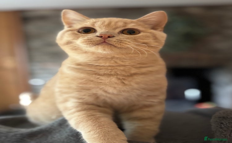 British Shorthair cats - Advert 2