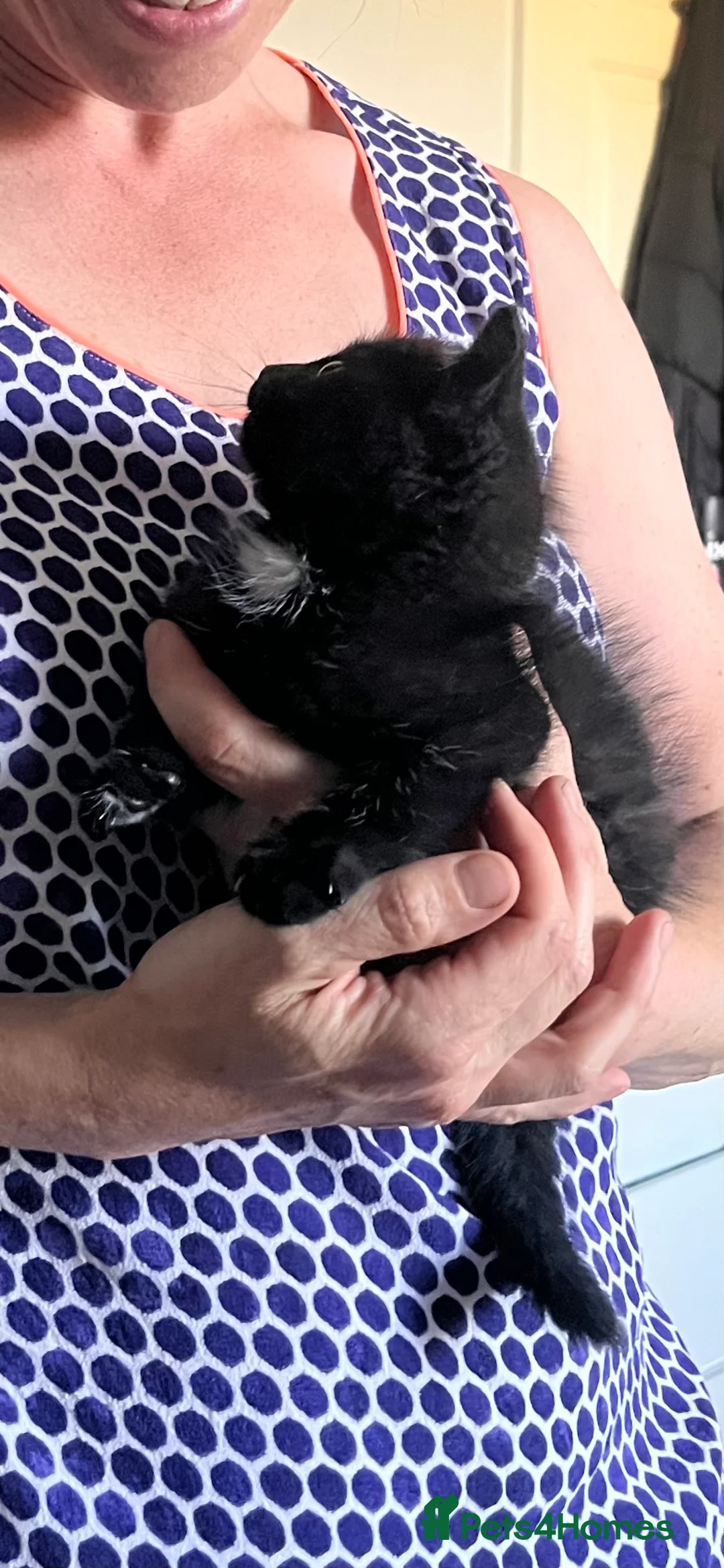 Mixed Breed cats for sale: Kitten looking for loving home in Didcot - Advert 5