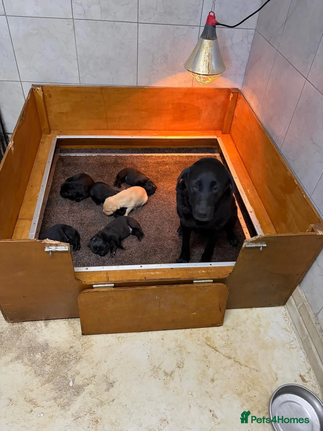 Labrador Retriever dogs for sale: Working pedigree Labrador retreiver in Maidstone - Advert 7