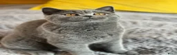 British Shorthair cats for sale: Gccf registered kittens  - Advert 6