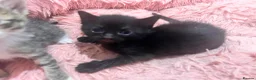 Mixed Breed cats for sale: 2 Kittens for sale in Westbury - Advert 3