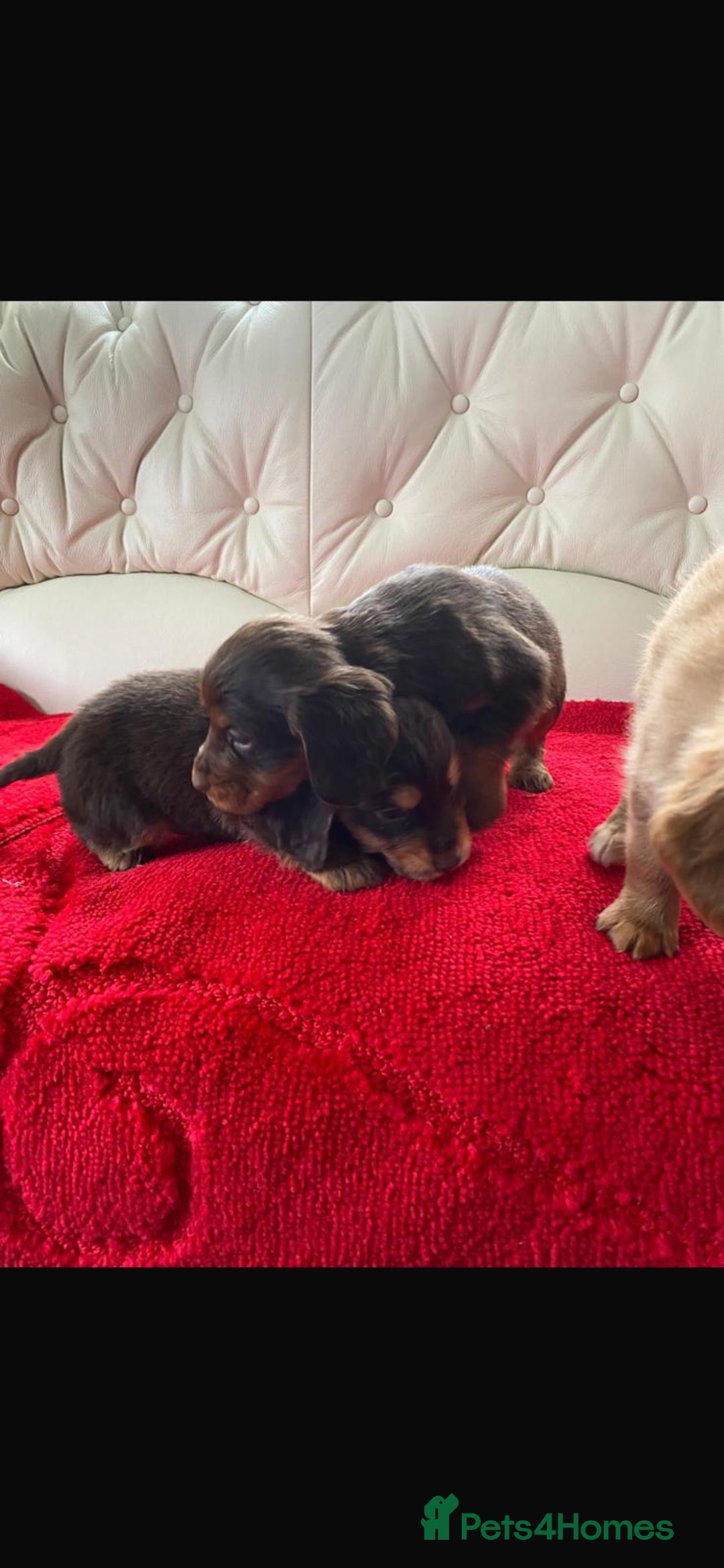 Cocker Spaniel dogs for sale: Beautiful litter of cocker spaniel puppys - Advert 3