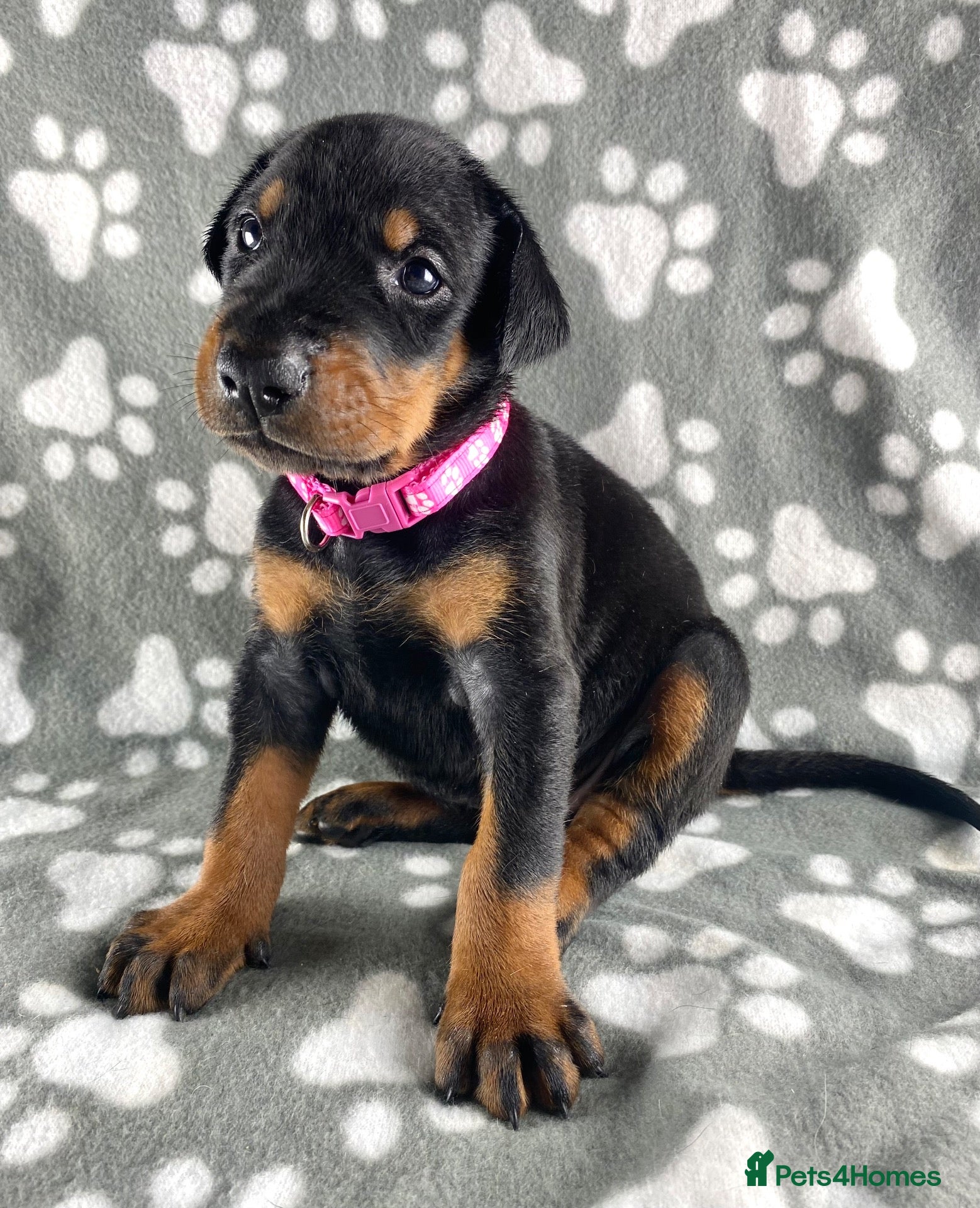 Dobermann dogs KC REGISTERED DOBERMAN PUPPIES - Advert 6