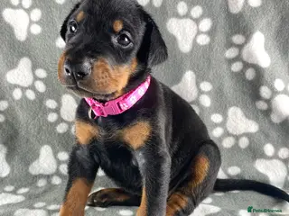 Dobermann dogs KC REGISTERED DOBERMAN PUPPIES - Advert 6