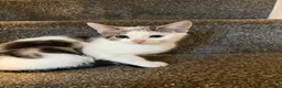 Mixed Breed cats for sale: Beautiful kittens  in Leeds - Advert 1