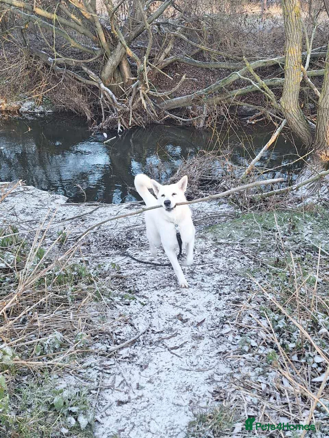 German Shepherd dogs for sale: German Shepherd puppy for sale - Advert 5