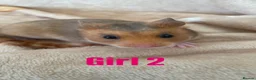 Hamster rodents for sale: Baby Syrian Hamsters  in Bristol - Advert 5