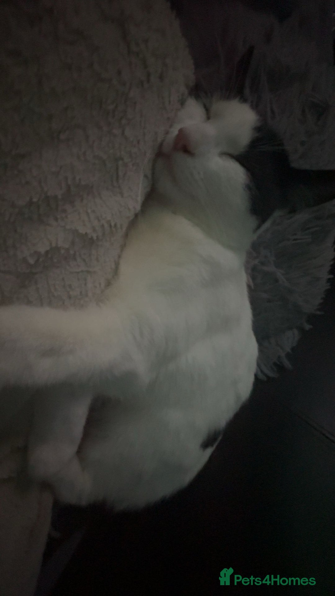 Domestic Shorthair cats for sale: Domestic shorthair 1 Year old female cat🐈🤍  - Image 3