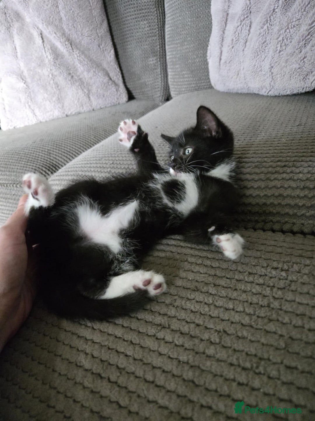 Mixed Breed cats for sale: 4 Playful Male Kittens Ready for Loving Homes! - Image 20