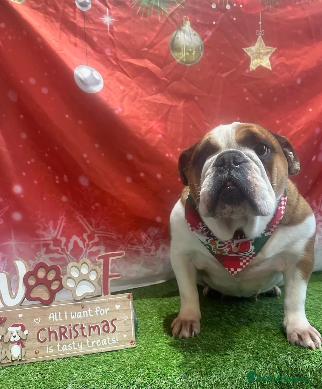 English Bulldog dogs for sale: KC English Bulldog in Porth - Advert 2