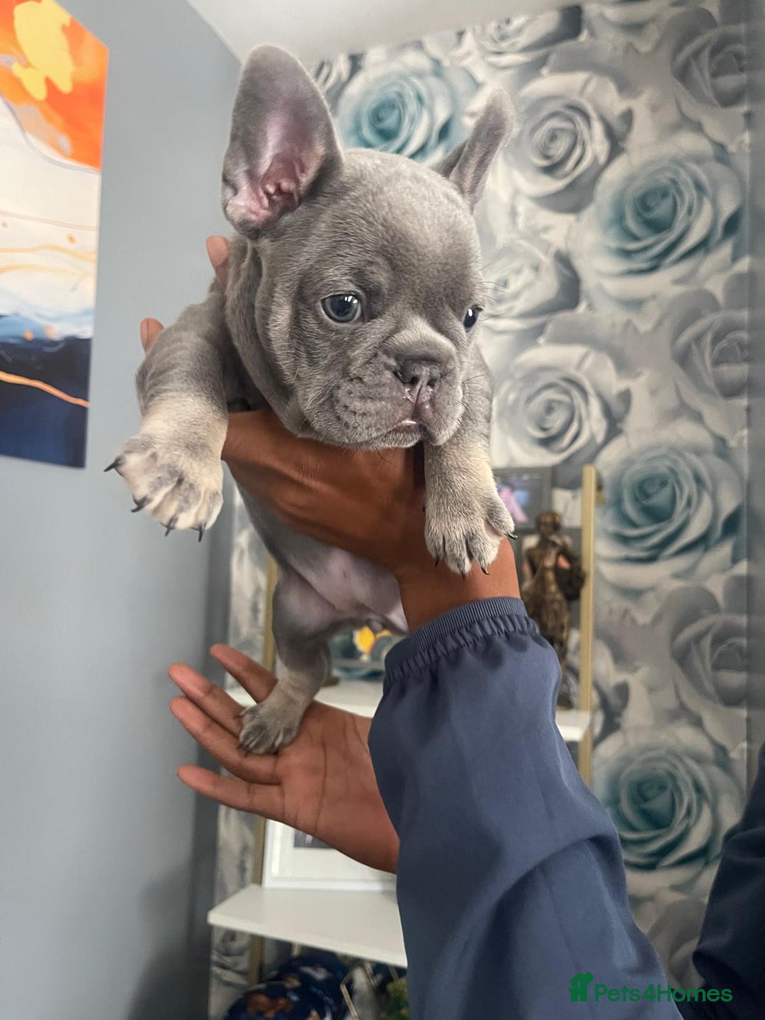 French Bulldog dogs for sale: beautiful frenchies - Image 35