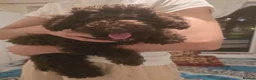 Toy Poodle dogs for sale: Toy Poodle  - Advert 1