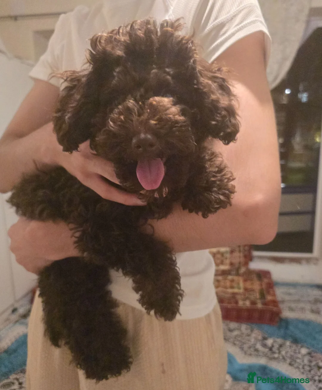 Toy Poodle dogs for sale: Toy Poodle  - Advert 1