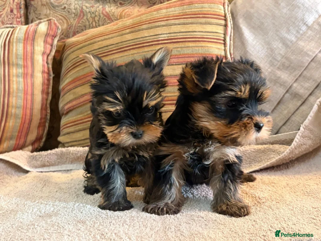 Yorkshire Terrier dogs for sale: Two Beautiful Kennel Club Registered Puppies - Advert 2