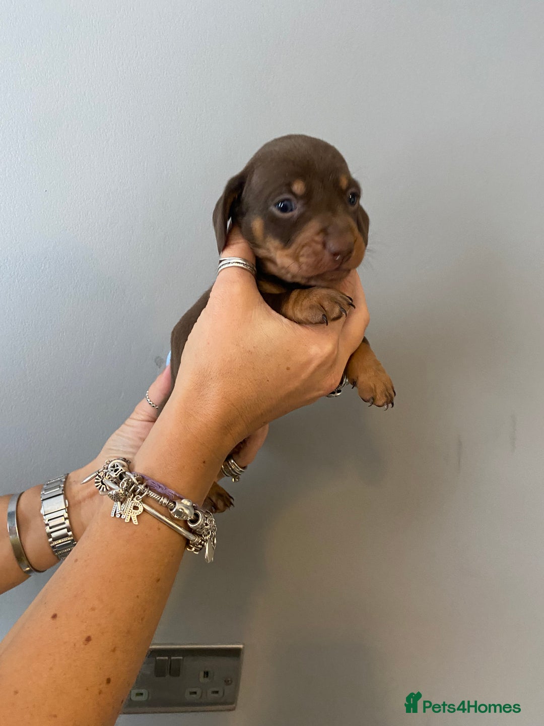 Dachshund dogs for sale: 6 little Dacshund puppies! 2 Dapples!  - Image 9