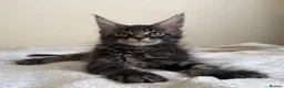 Maine Coon cats for sale: Ready for home pure bred maine coon kittens - Advert 24
