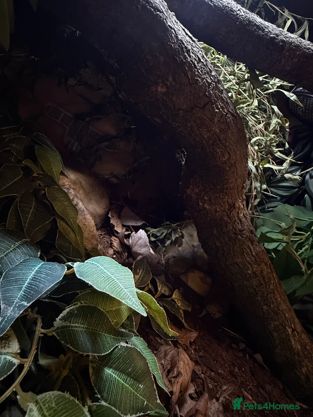 Python Snake reptiles for sale: Snake Vivarium  - Advert 8