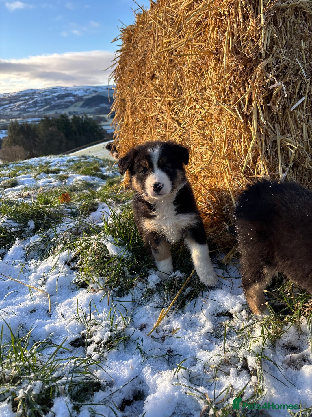 Border Collie dogs for sale: Quality Long Coated Tri Border Collie Puppies - Advert 13