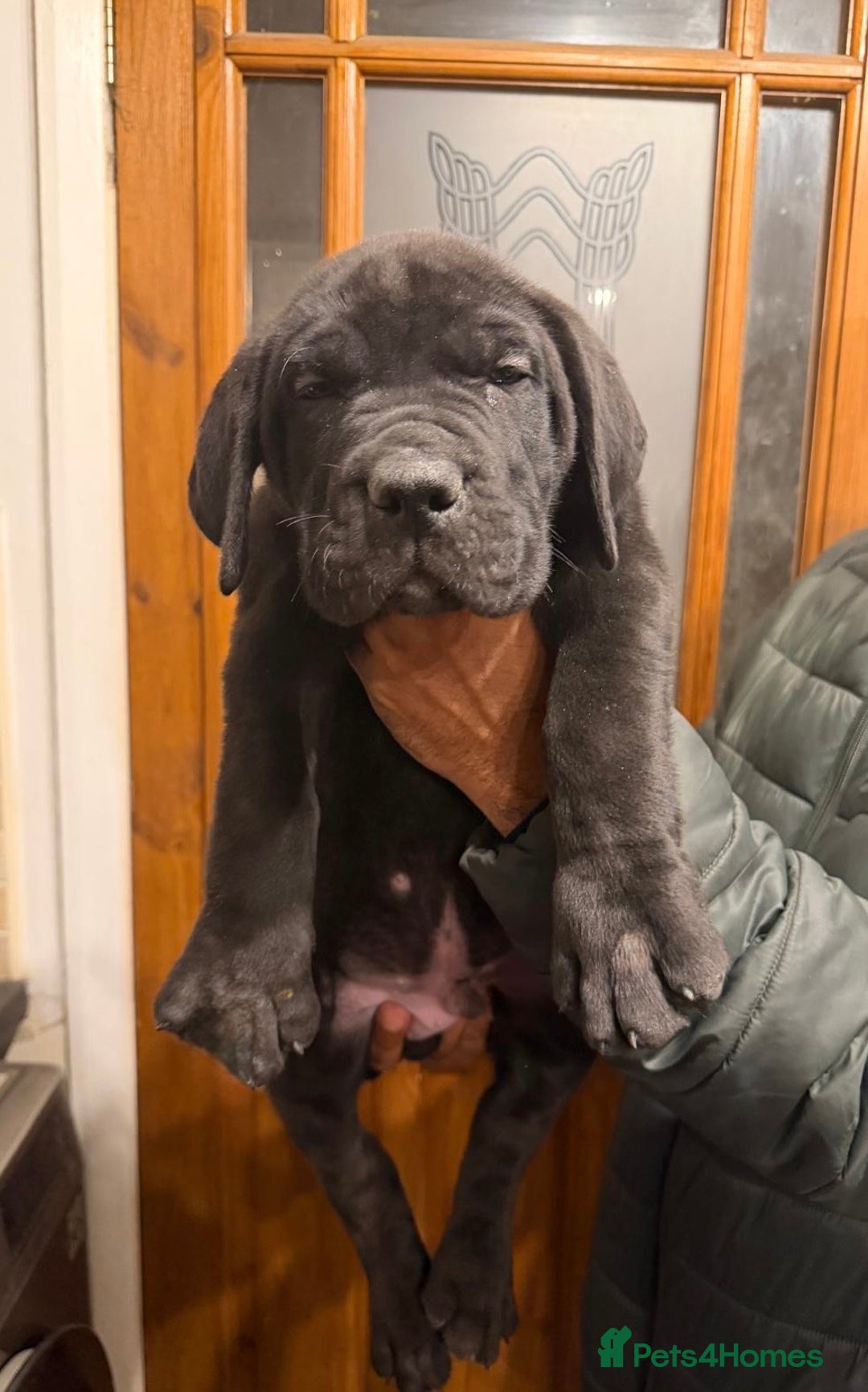 Cane Corso dogs for sale: Imp Champion Bloodline Pure Breed Cane Corso pups  - Advert 10