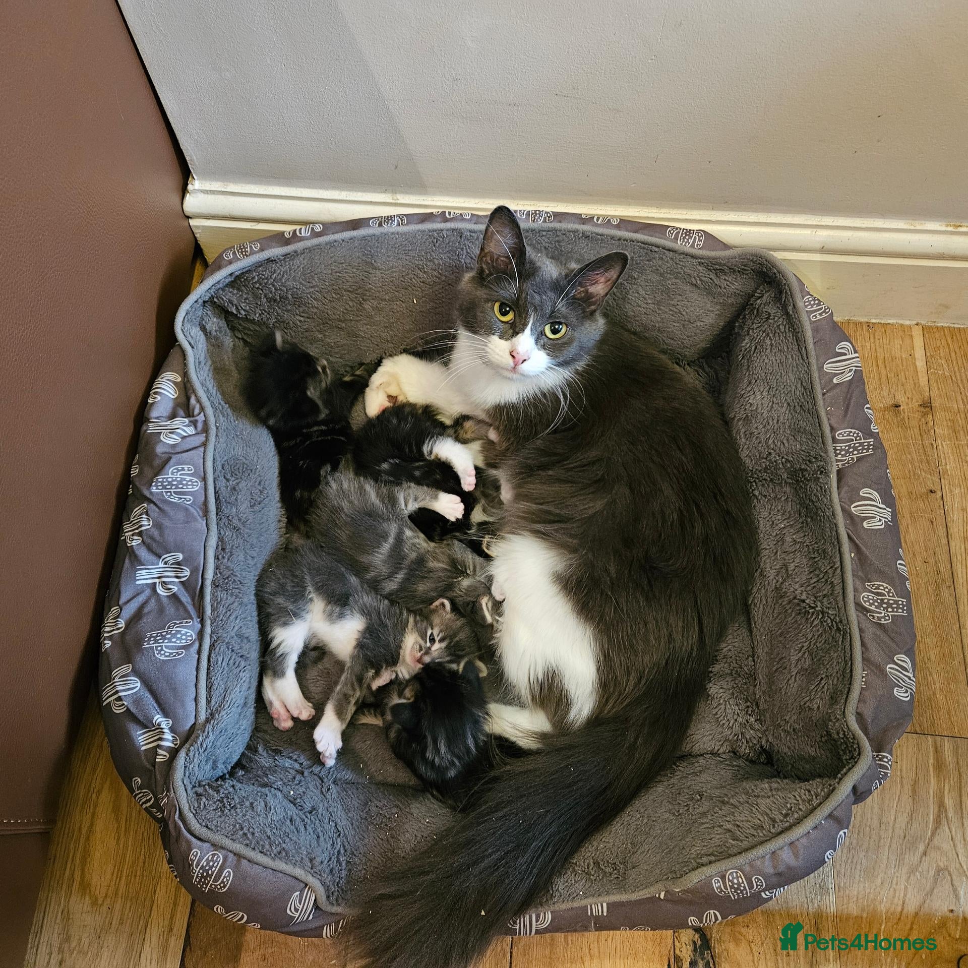 Mixed Breed cats Mixed bread long hair kittens - Advert 1