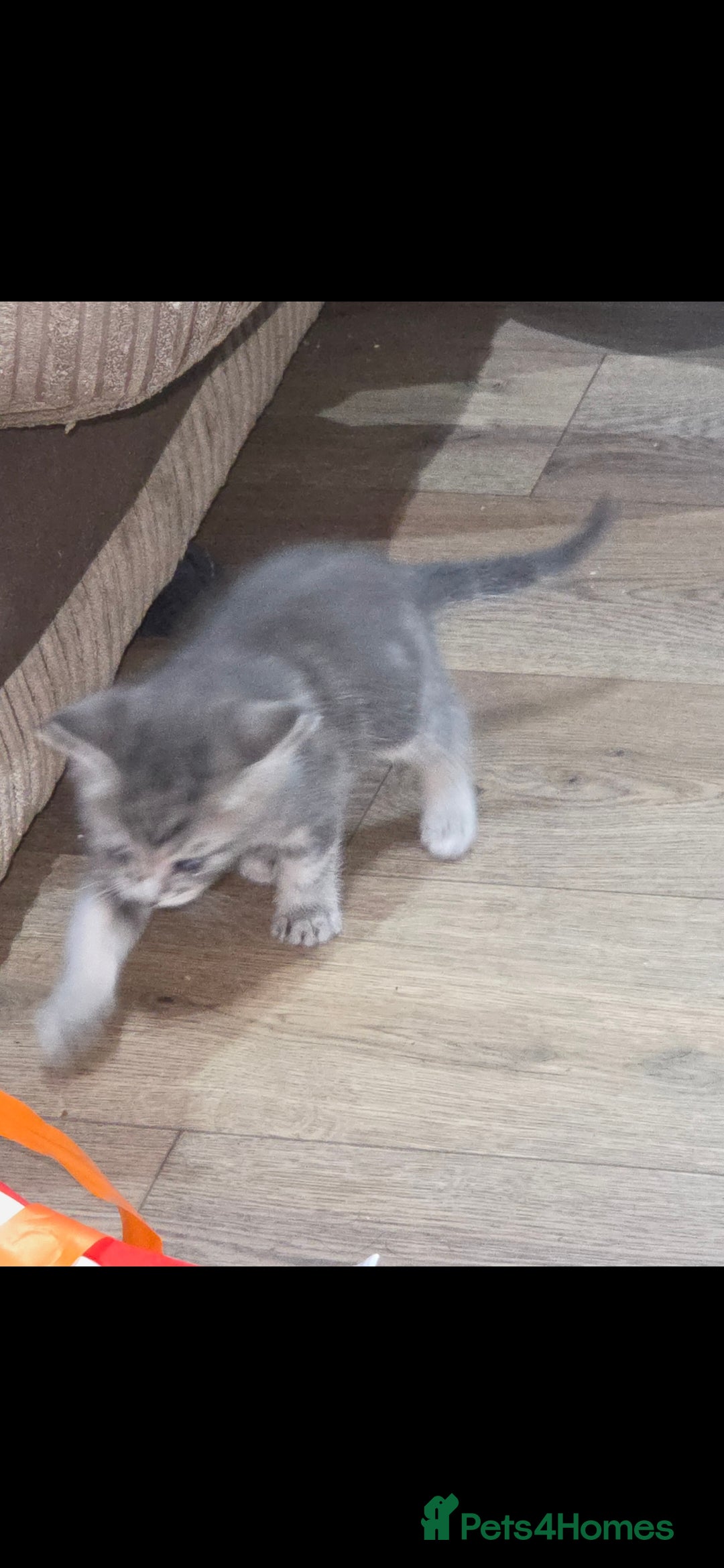 Mixed Breed cats for sale: Kittens ready ready ad - Advert 8