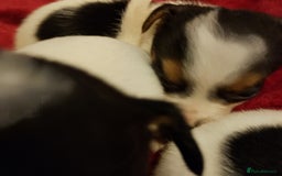 Jack Russell dogs for sale: Jack Russells  - Image 7