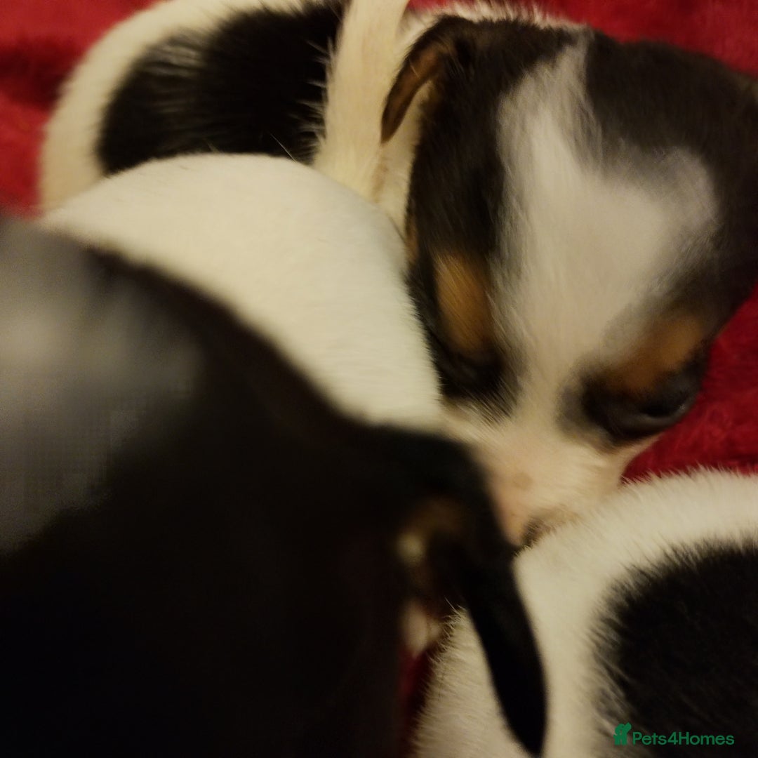 Jack Russell dogs for sale: Jack Russells  - Image 7