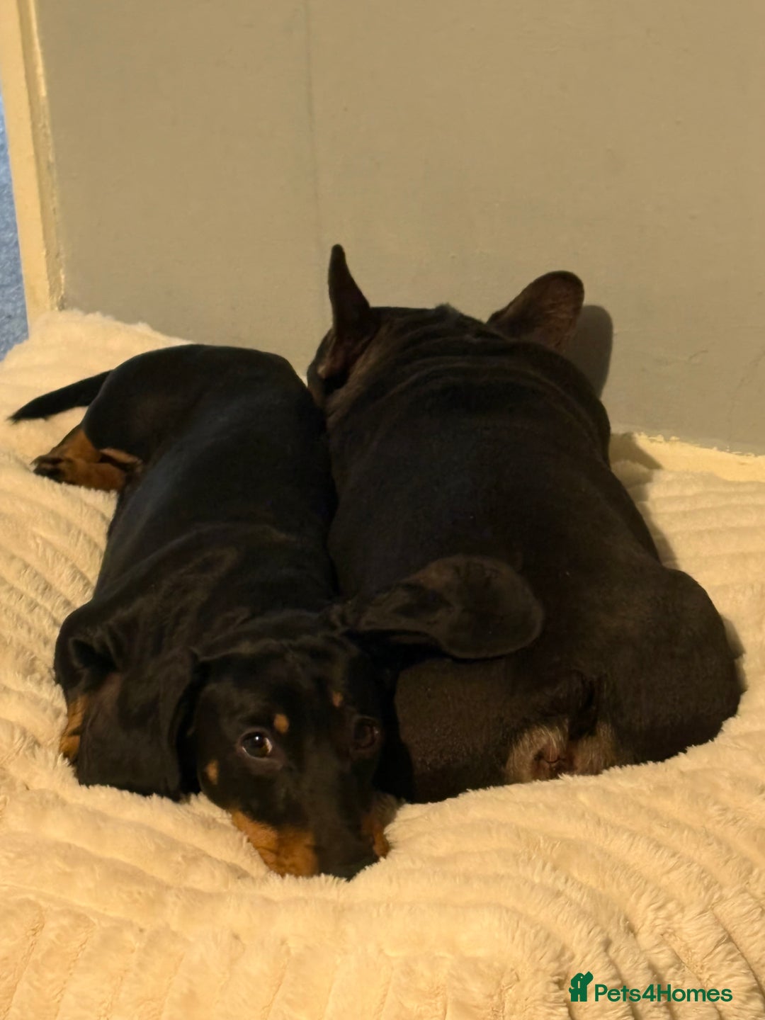 Dachshund dogs for sale: Male dachshund for sale - Advert 2