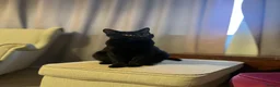 Russian Blue cats for sale: Russian Blue & British Short hair mixed cats in New Malden - Advert 2