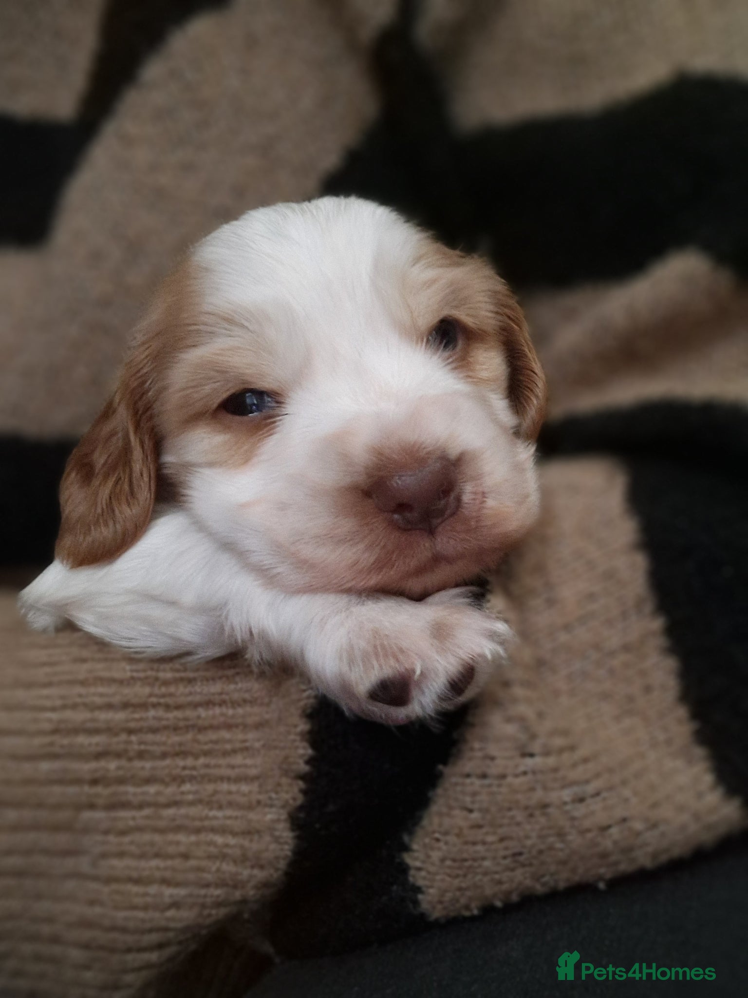 Cocker Spaniel dogs Orange roan show cocker spaniel puppy - Advert 17