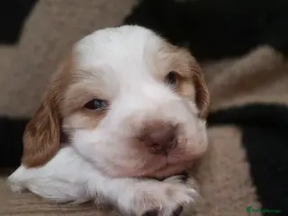 Cocker Spaniel dogs Orange roan show cocker spaniel puppy - Advert 11