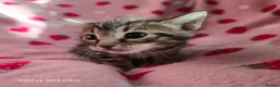 Mixed Breed cats for sale: Adorable Bengal x Shorthair Kittens  - Advert 18
