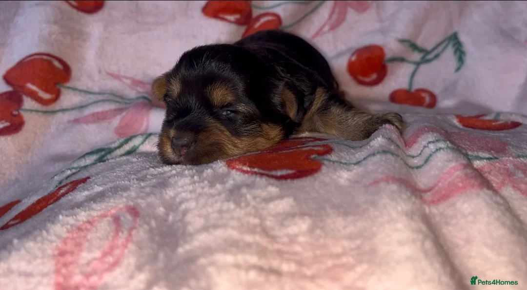 Yorkshire Terrier dogs for sale: Beautiful Standard Size Yorkshire Terrier Puppies - Advert 7