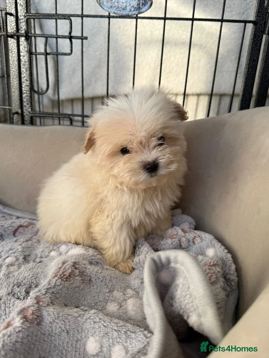 Mixed Breed dogs for sale: Cotonoodle pups ready now fully vaccinated  - Advert 27