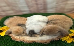 Mini Lop rabbits for sale: Gorgeous mini lops - yellow litter - Image 11