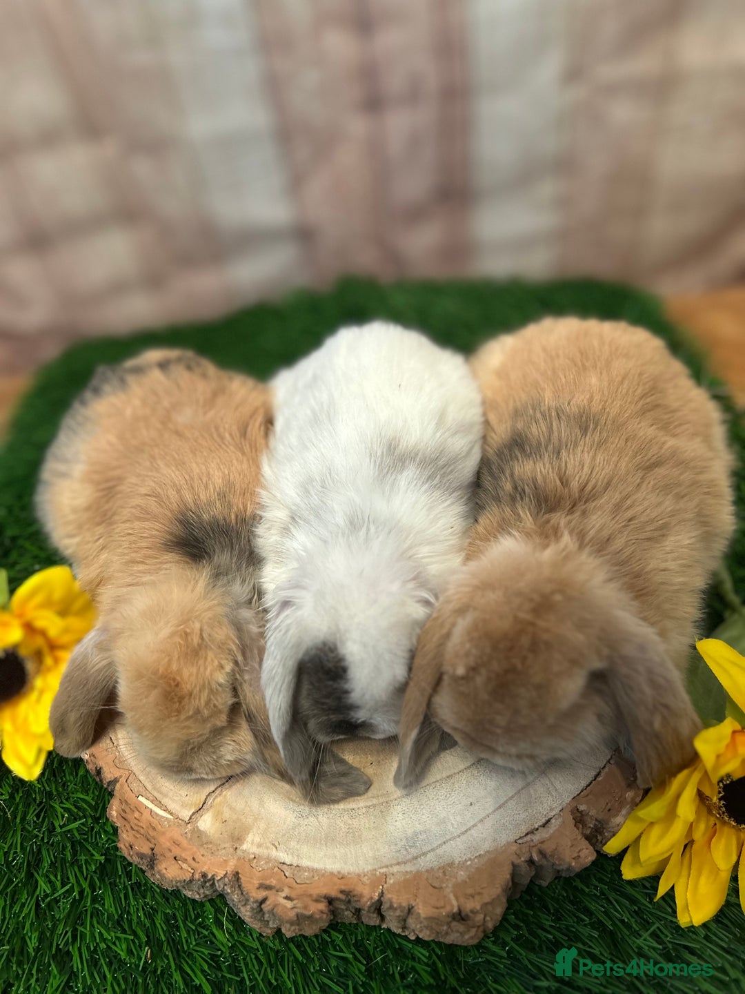 Mini Lop rabbits for sale: Gorgeous mini lops - yellow litter - Image 11