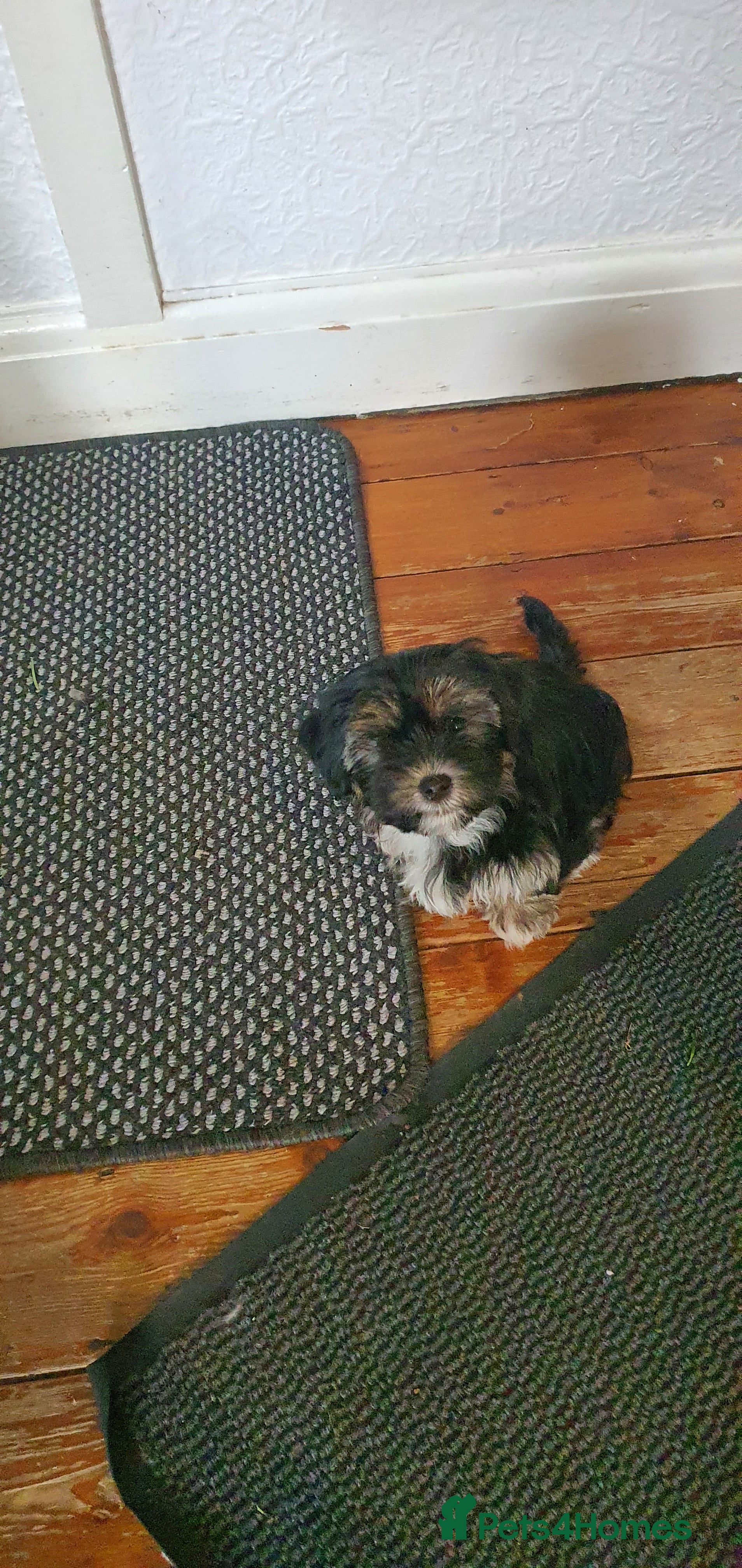 Morkie dogs ADORABLE MORKI BABIES 🐶 - Advert 5