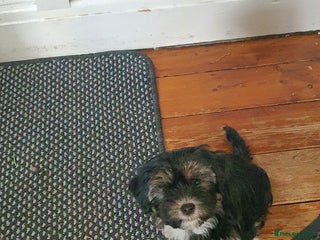 Morkie dogs ADORABLE MORKI BABIES 🐶 - Advert 5