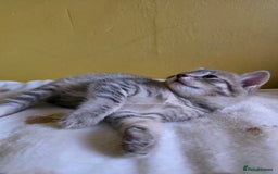 Mixed Breed cats for sale: Gorgeous 2 Girls and 3 boys For sale - Image 15