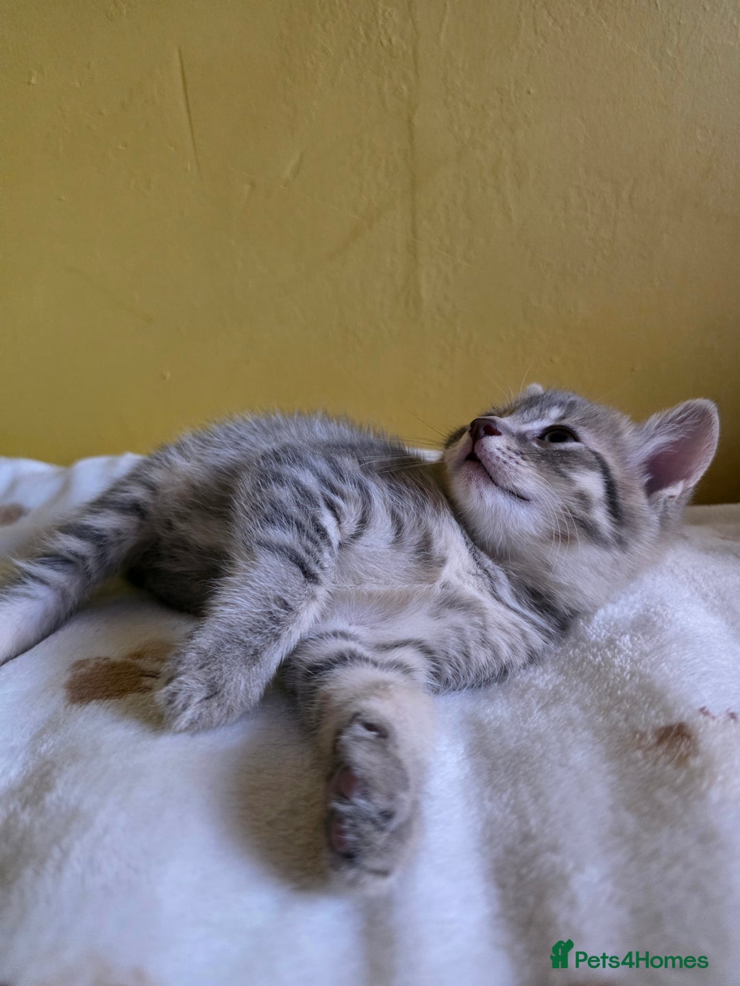 Mixed Breed cats for sale: Gorgeous 2 Girls and 3 boys For sale - Image 15