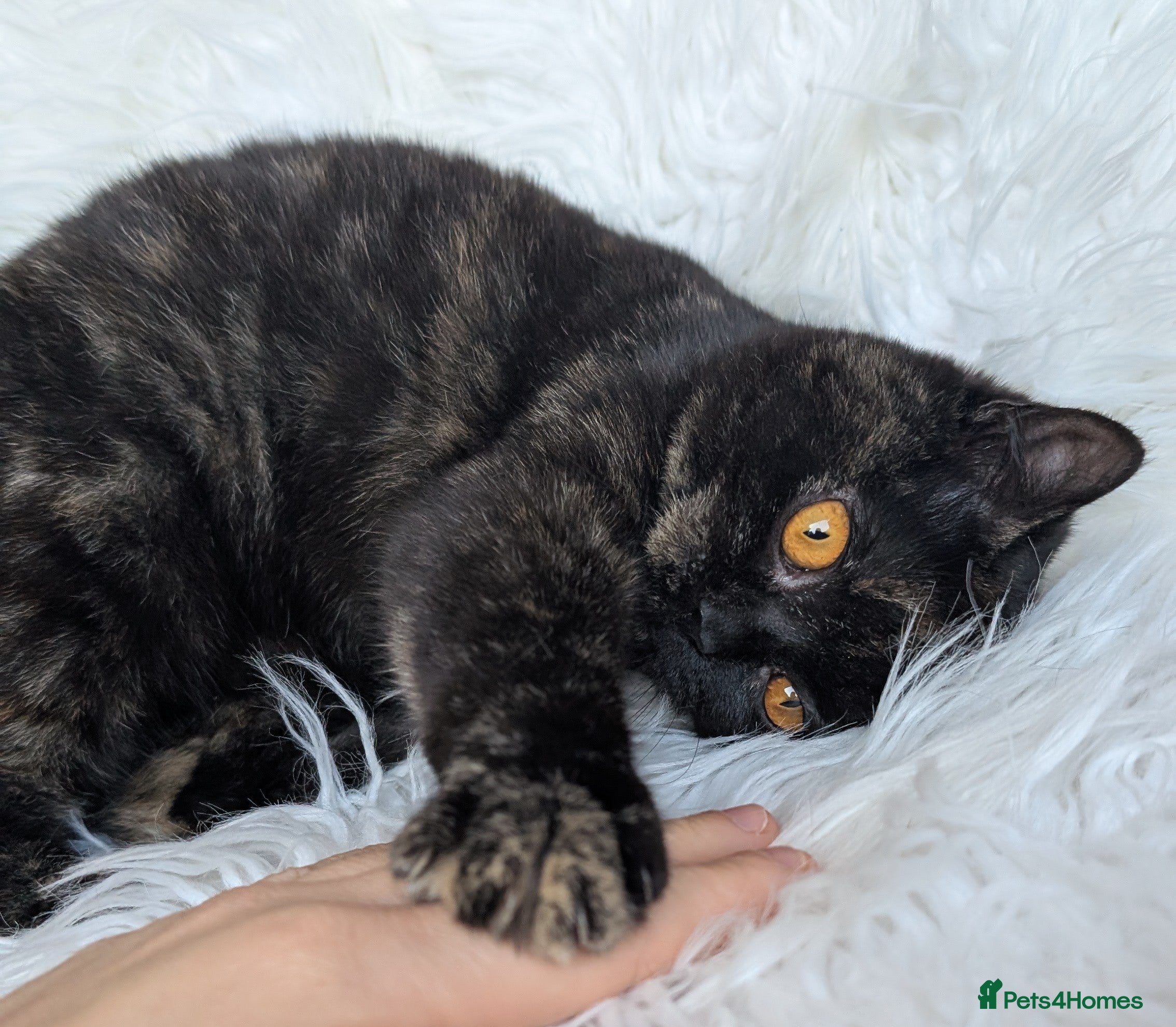 British Shorthair cats Gorgeous British shorthair kitten (read full add) - Advert 19