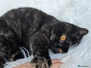 British Shorthair cats Gorgeous British shorthair kitten (read full add) - Advert 19